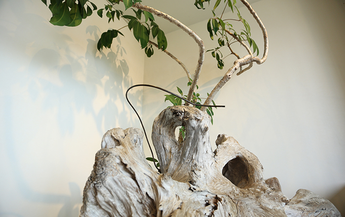 害虫が寄りつきにくい木だってある